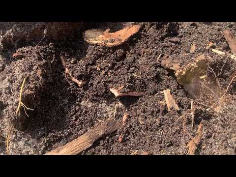 Termites Found in an Old Tree Stump in Brick, NJ