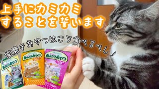 おやつを噛まない猫ちゃんでも上手にカミカミできる方法が見つかりました！ 足長マンチカン まる Munchkin cat