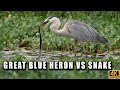 Great Blue Heron Swallows A Snake In Florida