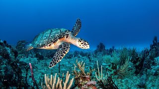 musica relaxante acalmar a mente e relaxar