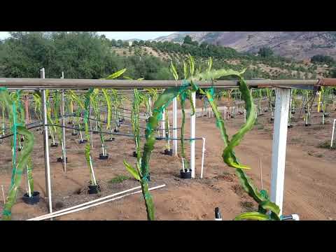 download lagu mp3 mp4 When Is The Season For Dragon Fruit, download lagu When Is The Season For Dragon Fruit gratis, unduh video klip When Is The Season For Dragon Fruit