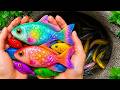 Catch Beautiful Aquarium Fish In Small Pond Baby Turtles Snakehead Fish Betta Fish Platy Fish