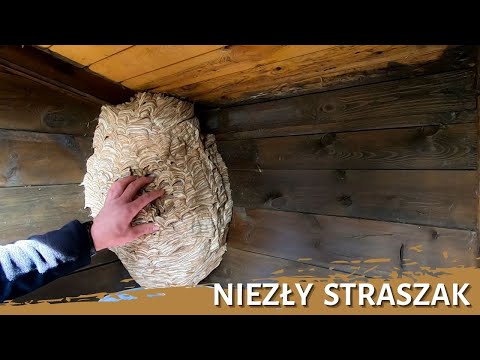 A real scarer - nest removal - nest elimination - hornet's nest - hornets