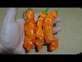 Peter Pepper Orange Capsicum Annuum Var Annuum Pod Review
