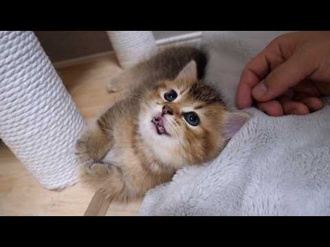 Meet Charo, a sweet, curious kitten!