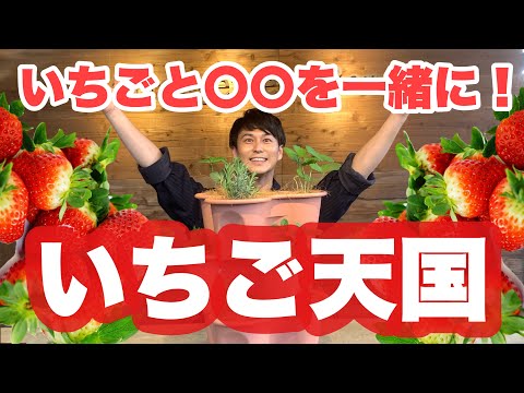 野菜、ハーブ、花の中でイチゴに最適なコンパニオンプランツは何ですか?  庭園