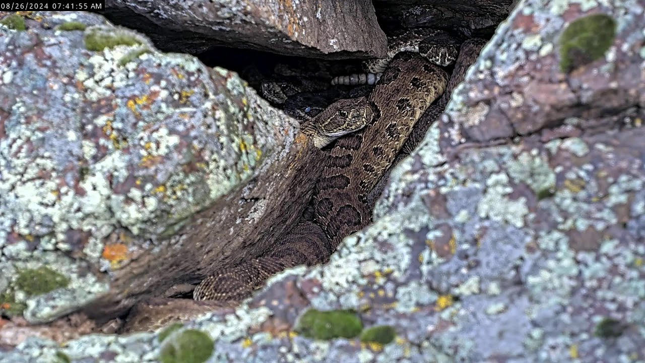Colorado Rattlecam Livestream 08/25/2024 Part 2