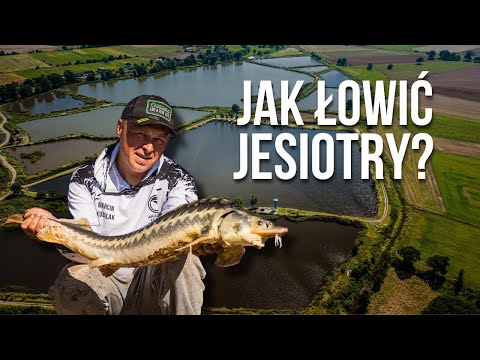Jak łowić jesiotry?