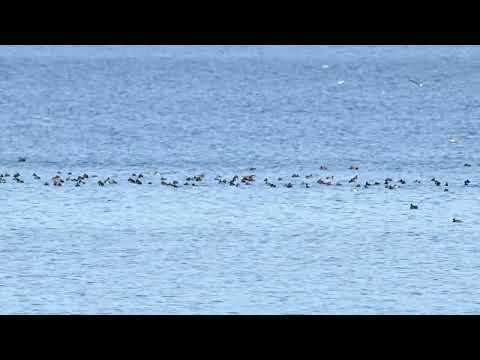 Lavon Lake Ducks on Nov 10, 2025
