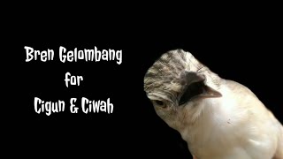 Download lagu Masteran Bren Gelombang For Cigun & Ciwah mp3