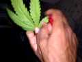 Weed Lite Weed
