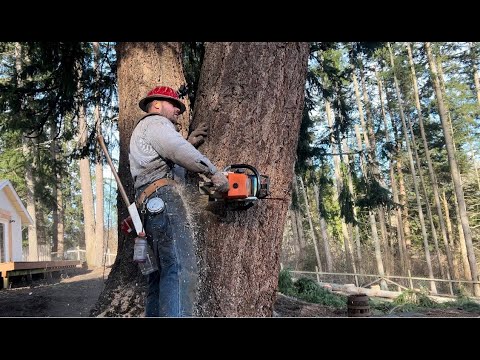 Backyard Timber Adventure with Mustache Mike and a Stihl 044 chainsaw.