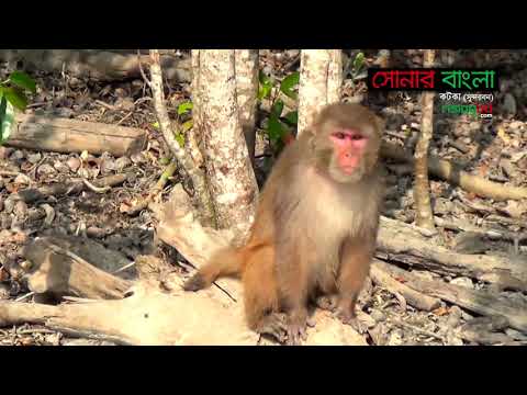 কটকা ও কচিখালী সমুদ্র সৈকত || সোনার বাংলা