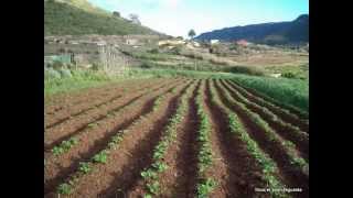 Siembra y cosecha de papas ecológicas (patatas)
