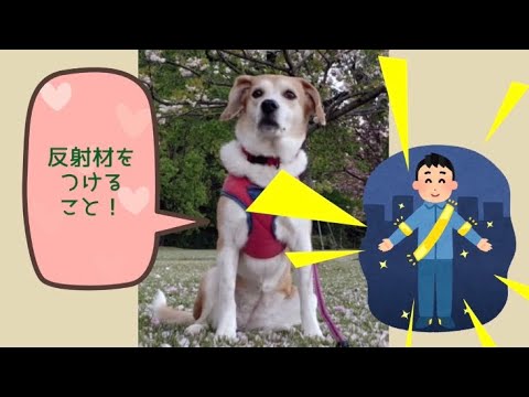 ワンワンU・x・Uお悩み相談室6️⃣7️⃣〜あわら市「りんちゃん」#反射材着用で安全に