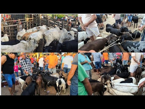 FEIRA DE ANIMAIS DE ITABAIANA-PB DISTRITO CARIATÁ 08/03/2026