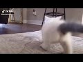 Cat Twerking TikTok Meme