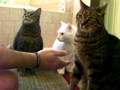 AMAZING-How to Teach a Cat to Shake-