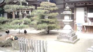 preview picture of video 'Templos :  Isonokamijingu'