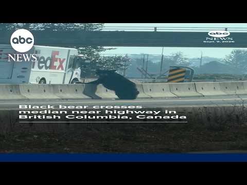 Black bear crosses median near highway in British Columbia, Canada