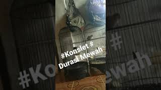 Download lagu lovebird konslet ngekek panjang mp3