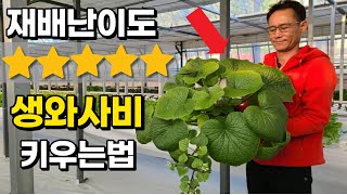 와사비 씨앗 1개 2000원?! 너무 비싸 한국에서 재배해버린 남자 A man who grows wasabi…