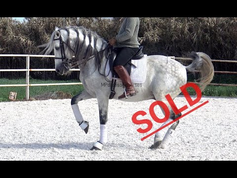 **SOLD** #MP223 | Inter I - Andalusian PRE Stallion 2009 - Approx 1.64 m