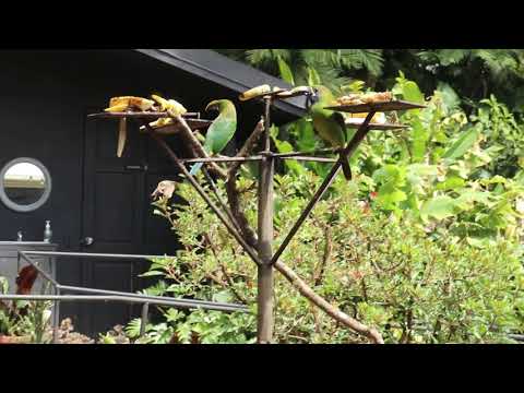 Costa Rica 2021 I Monteverde, Costa Rica I Top 10 Things to Do I  Katrina Julia