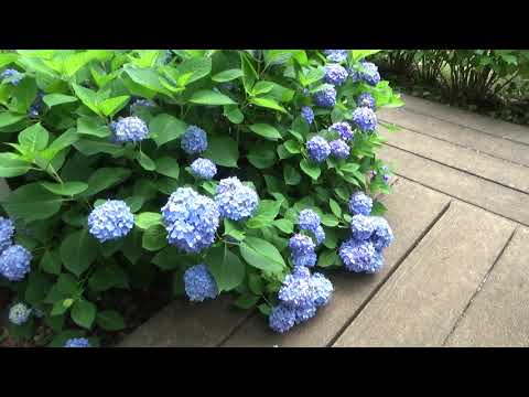 樫の葉アジサイ 植物