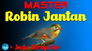 Download lagu Master Robin Jantan mp3