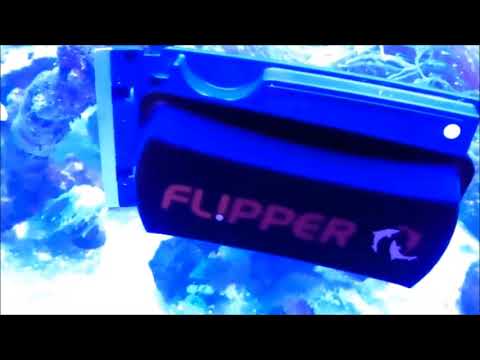 Zakładanie akwarium morskiego - Solniczka 104 czyścik flipper cleaner