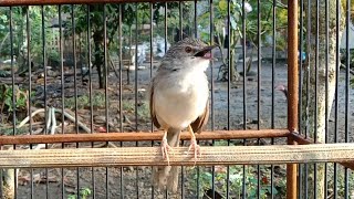 Download lagu CUKUP PUTAR BEBERAPA MENIT DIJAMIN CIGUN BAHAN LANGSUNG BUNYI, CIGUN MACET AUTO IKUT GACOR mp3