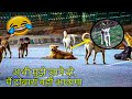 ते माझ्यावर का भुंकत आहेत मी त्यांच्य�