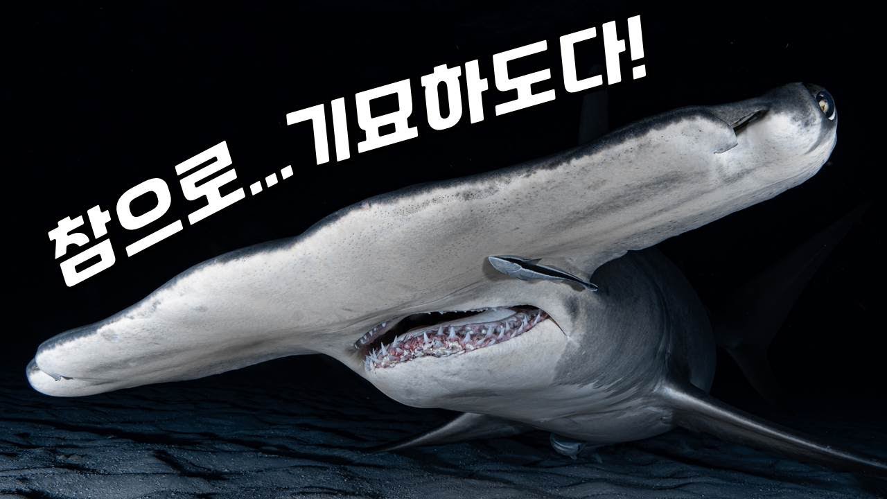 귀상어의 머리는 왜 이렇게 생겨 먹었을까? (ft.귀상어의 진화)