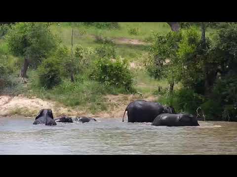 Djuma: Short Elephant pool party - 12:02 - 01/30/2020