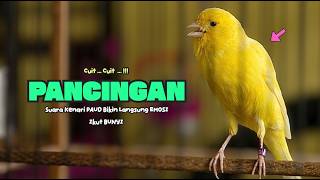 Download lagu Suara PANCINGAN KENARI PAUD Belajar Bunyi Ngeriwik Kenari GACOR Panjang || Masteran Kenari Paud #818 mp3