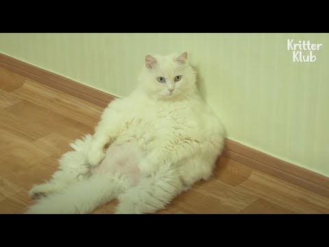 Fat Cat Gaining Weight Is Sad 'Cause He Doesn't Eat That Much | Kritter Klub