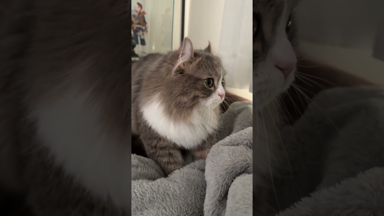 ふみふみする丸い猫