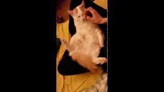 cuddle me ! Turkish Van Cat