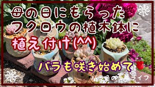 【多肉植物】【ガーデニング】母の日にもらったフクロウの植木鉢に植え付け😊バラも咲き始めました🌹
