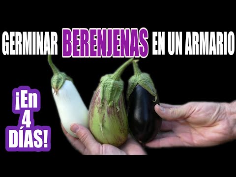 , title : 'GERMINAR BERENJENAS EN 4 DÍAS.  !Sin complicaciones!'