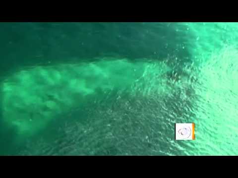 Tiger Sharks Feeding Frenzy