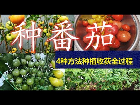 , title : '【超详细】种番茄的4种方法, 田间管理, 注意事项'