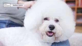 펫플래닛 펫시터