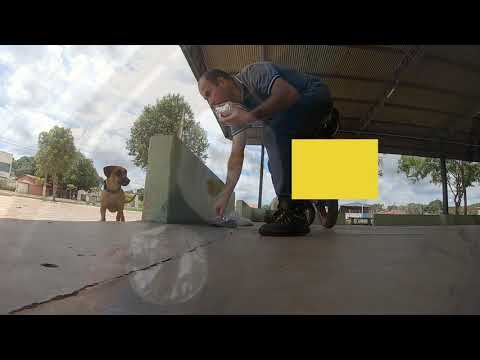 Procurando comida em Aparecida do Rio Negro Tocantins