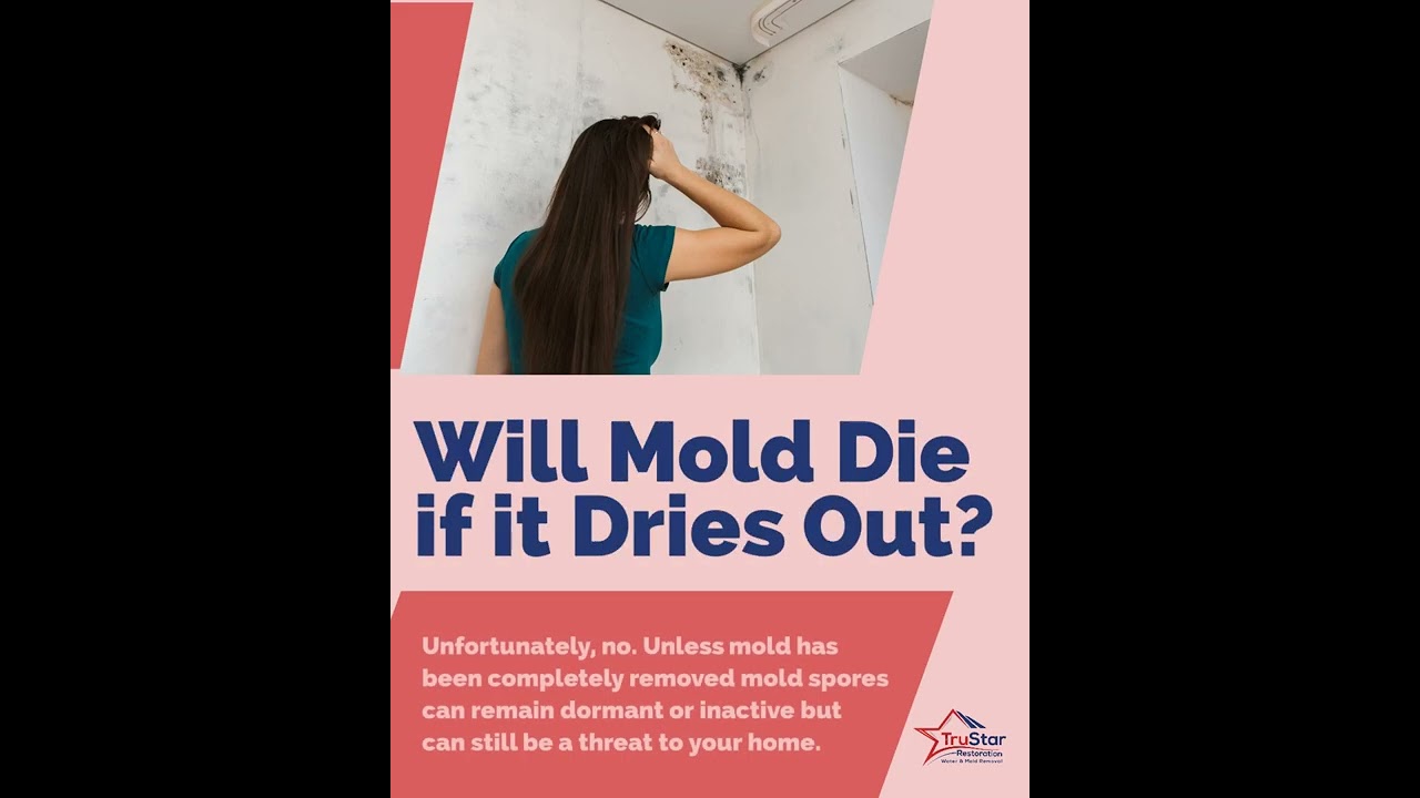 Water Damage Tips - Will Mold Die if it Dries Out?