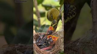 Download lagu Nature is truly amazing, full of warmth! #birds #nest #birdhome #birdsnest mp3 Download lagu Nature is truly amazing, full of warmth! #birds #nest #birdhome #birdsnest mp3