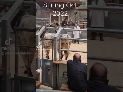 , title : 'Stirling Oct 2022 Beef Shorthorns'