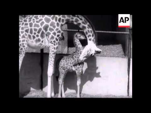 SPRING IS HERE  - SOUND