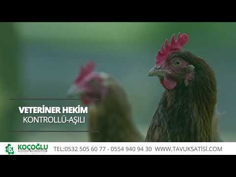 download lagu mp3 mp4 Kmes Ekipmanlar Firmalar, download lagu Kmes Ekipmanlar Firmalar gratis, unduh video klip Kmes Ekipmanlar Firmalar